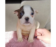 9 weeks old male bully puppy for sale - 3