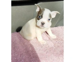 9 weeks old male bully puppy for sale - 4