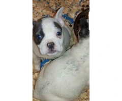 9 weeks old male bully puppy for sale - 5