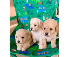 Cute Maltipoo puppies looking for a great home