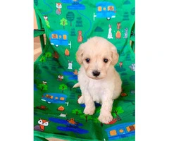 Cute Maltipoo puppies looking for a great home - 2