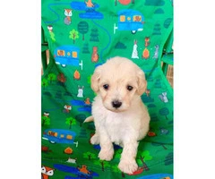 Cute Maltipoo puppies looking for a great home - 3