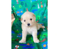 Cute Maltipoo puppies looking for a great home - 4