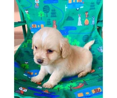 Cute Maltipoo puppies looking for a great home - 5