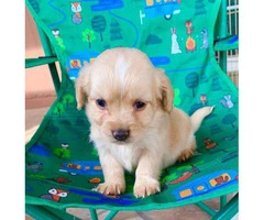 Cute Maltipoo puppies looking for a great home - 6
