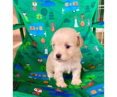 Cute Maltipoo puppies looking for a great home - 7