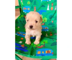 Cute Maltipoo puppies looking for a great home - 8
