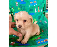 Cute Maltipoo puppies looking for a great home - 9