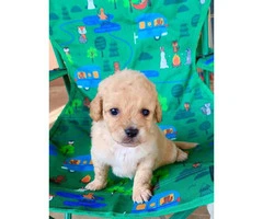 Cute Maltipoo puppies looking for a great home - 10