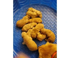 AKC Golden Retriever puppies for Adoption