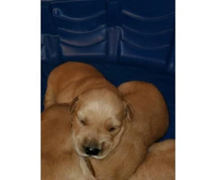 AKC Golden Retriever puppies for Adoption - 2