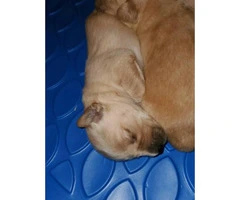 AKC Golden Retriever puppies for Adoption - 3