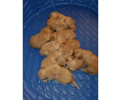 AKC Golden Retriever puppies for Adoption - 4