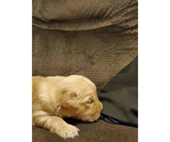 AKC Golden Retriever puppies for Adoption - 7