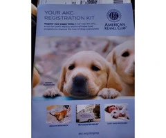 AKC Golden Retriever puppies for Adoption - 10