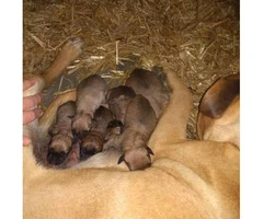 Purebred Mastiff puppies for rehoming