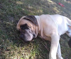 Purebred Mastiff puppies for rehoming - 2