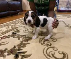 6 weeks old Beagle puppy for FREE