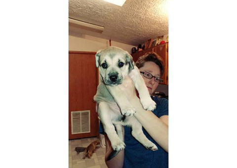 Registered Pitsky Puppies for sale