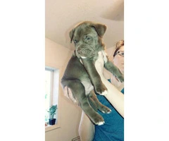 Registered Pitsky Puppies for sale - 2