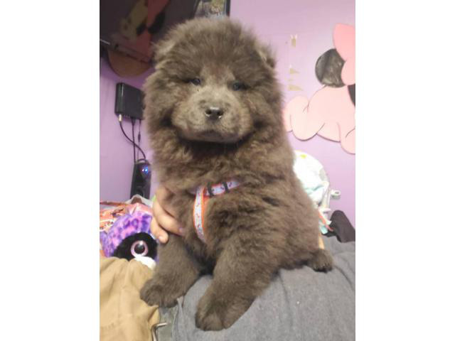 2 months old Blue chow chow male puppy for sale in Des