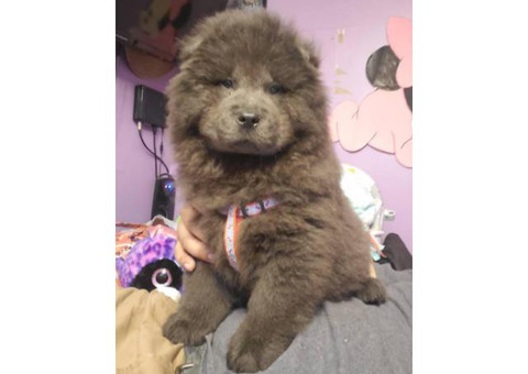 2 months old Blue chow chow male puppy for sale
