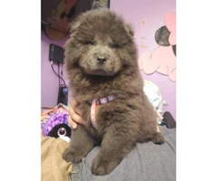 2 months old Blue chow chow male puppy for sale