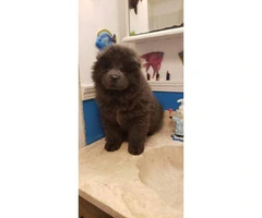2 months old Blue chow chow male puppy for sale - 2