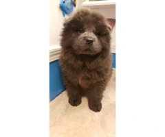 2 months old Blue chow chow male puppy for sale - 3