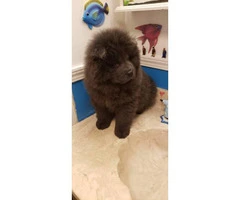 2 months old Blue chow chow male puppy for sale - 4
