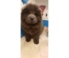 2 months old Blue chow chow male puppy for sale - 5