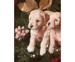 Absolutely beautiful toy poodle puppies