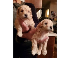 Absolutely beautiful toy poodle puppies - 2