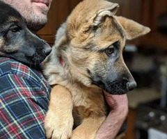 2 boys German Shepherd puppies - 3