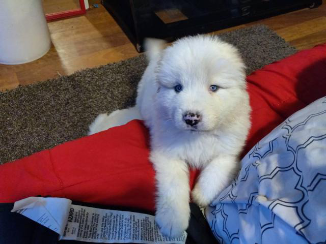5 Males 2 Females Great Pyrenees Puppies for sale in ...