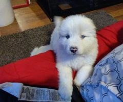 5 Males 2 Females Great Pyrenees Puppies for sale