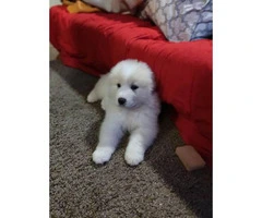 5 Males 2 Females Great Pyrenees Puppies for sale