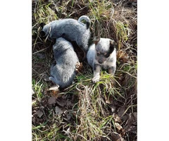 3 Blue Heeler puppies up for sale