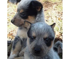 3 Blue Heeler puppies up for sale - 2