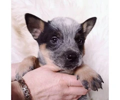 3 Blue Heeler puppies up for sale - 3