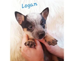 3 Blue Heeler puppies up for sale - 4