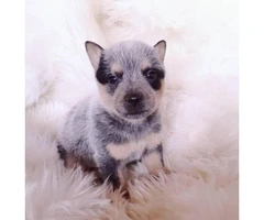 3 Blue Heeler puppies up for sale - 5