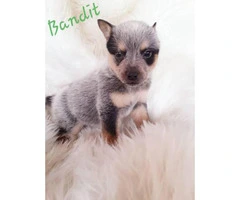 3 Blue Heeler puppies up for sale - 6