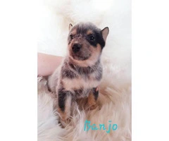 3 Blue Heeler puppies up for sale - 8