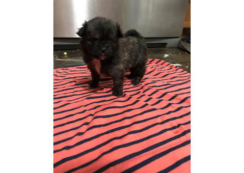 4 Shih Tzu Pom Mix Puppies for sale