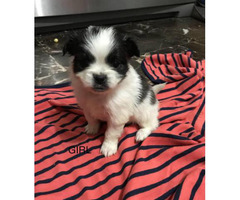 puppies shih pom tzu mix