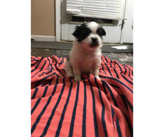 puppies pom tzu shih mix