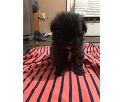 puppies shih tzu pom mix