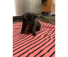 puppies shih pom tzu mix