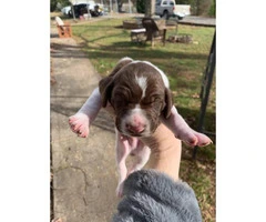 Naturally gorgeous German Shorthaired Pointer Puppies